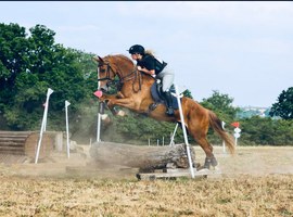Super class 1 Irish draught