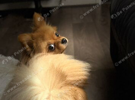 My Pomeranian needs a new home
