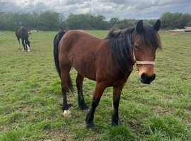 Welsh d coming 5yrs old mare 14,2hh