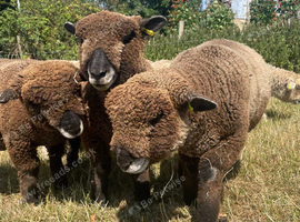 Pet lambs
