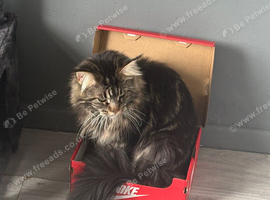 Maine coon cat for sale &pound;600