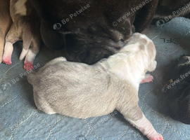 Beautiful littler of puppies