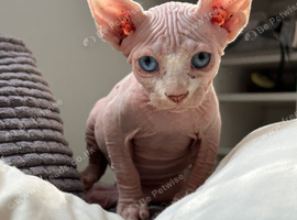 Male Sphynx kittens Ready Now