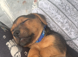 Jack Russell puppy