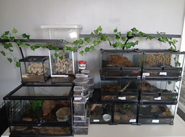 Inverts rehoming service