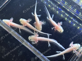 Axolotl babies