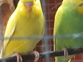 10 week old baby budgies