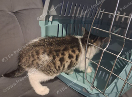 1 female tabby kitten 1 male