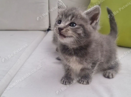 Mainecoon silver READY NOW