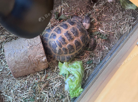 Two 6 year old tortoises