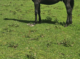Dark bay/ Black yearling colt