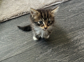 Tabby kitten