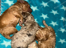 Miniature cockapoo puppies