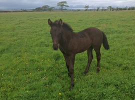 Cob x filly foal