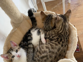 3 beautiful bengal cross kittens