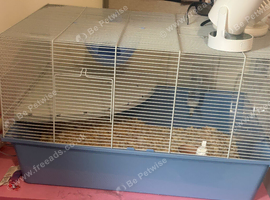 Hamster and cage