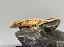 Red lilly white crested gecko