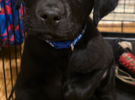 Labrador