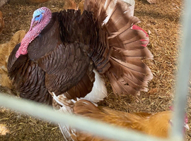 Bourbon red turkeys