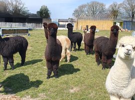 Friendly male alpacas &pound;500 + VAT each