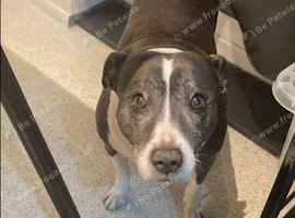 Seeking a young staffy