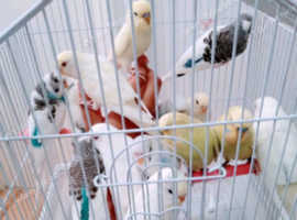 Budgies