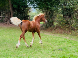 Exceptional Section C filly foal