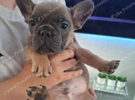 French bulldog pups (kc reg )