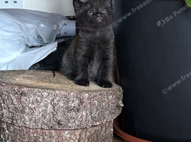 Kittens