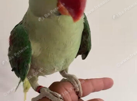 Baby alexandrine