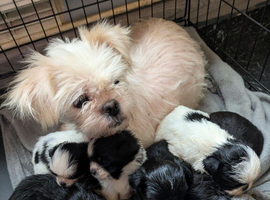 Gorgeous shih tzu puppies