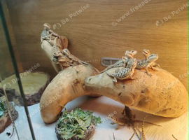 baby bearded dragon