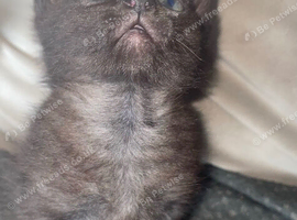 Russian Blue Cross Kittens  1 Boy 1 Girl