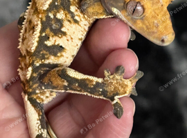 Crested gecko