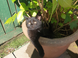 10 week old gorgeous kitten