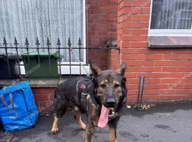 German shepard aiko