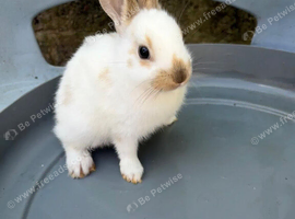 Rabbit available in Sheffield