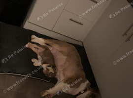 Pup for same American bulldog