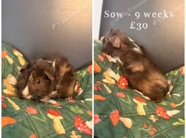 Guniea Pigs for Sale