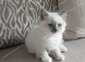 2 mitted ragdoll boys
