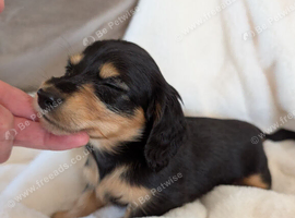 Long haired stunning puppies please read advert