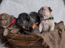 Beautiful French Bulldog Puppies Looking for Their Forever Homes