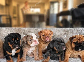1st class kc registered English bulldog puppies