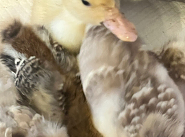 3x week old Aylesbury ducklings