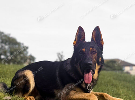 Exceptional Homebred Ex-Police Working Male - Special Placement Required