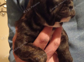 Frenchy puppie