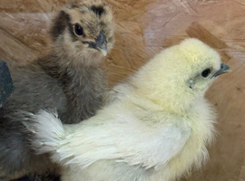 Silkie chicks for sale