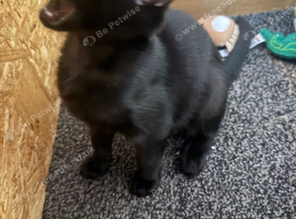 2 cats needing new homes