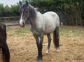 Clydesdale x ish 2 year old gelding