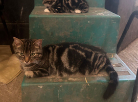 Beautiful kittens for new homes